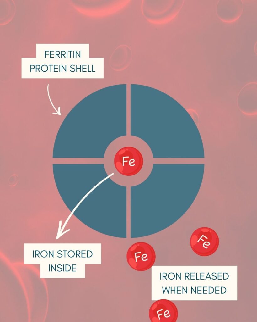 What is ferritin