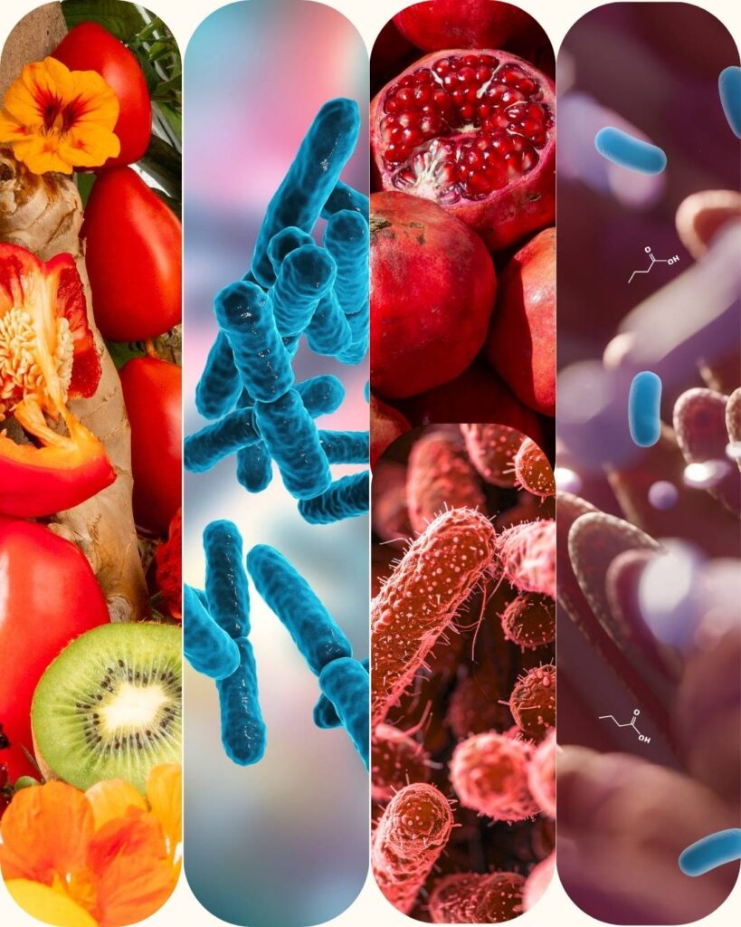 What are prebiotics, probiotics, synbiotics, postbiotics